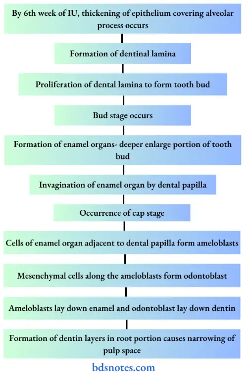 Development of deciduous tooth
