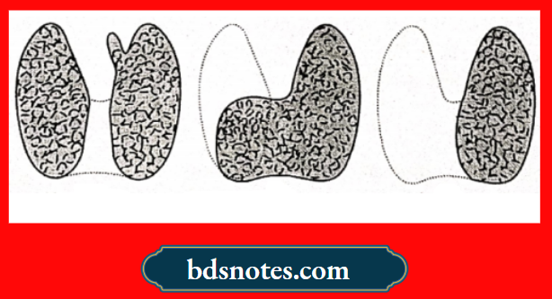 Developmental Stages Of The Thyroid Gland
