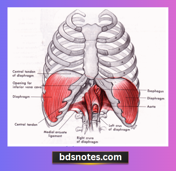 Diaphragm Medial Arcuate Ligament View