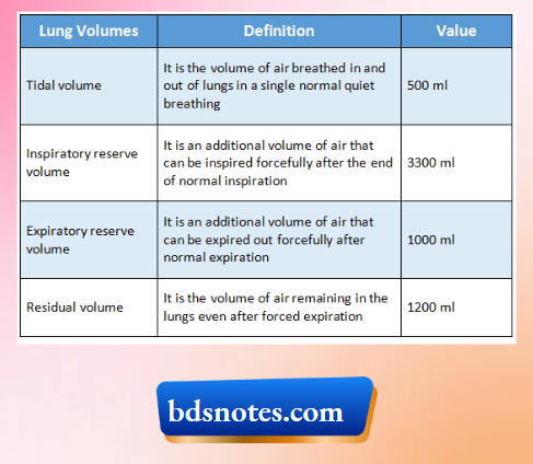Different Lung Volumes And Capacities