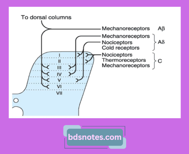Dorsal Horn Neuron Termination