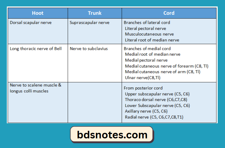 Dorsal Scapular And Long Thoracic Nerve Origins