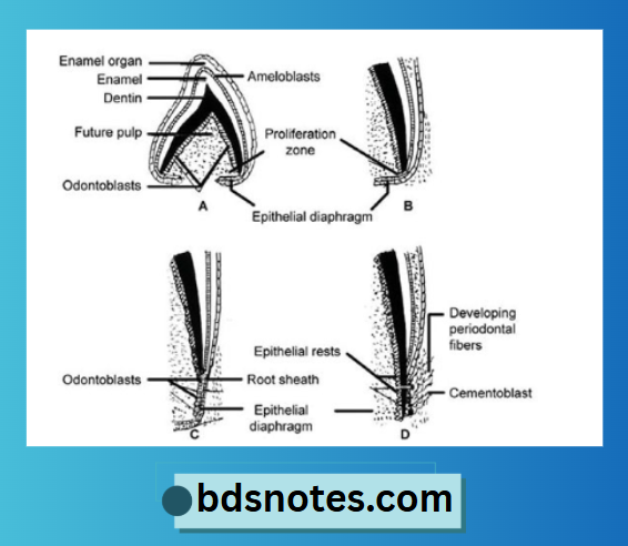 Early Tooth Development Stages
