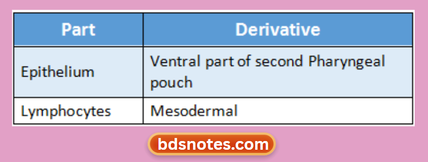 Embryological Origin Of Thymus