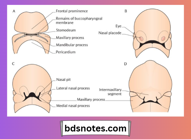 Embryonic Facial Development Stages