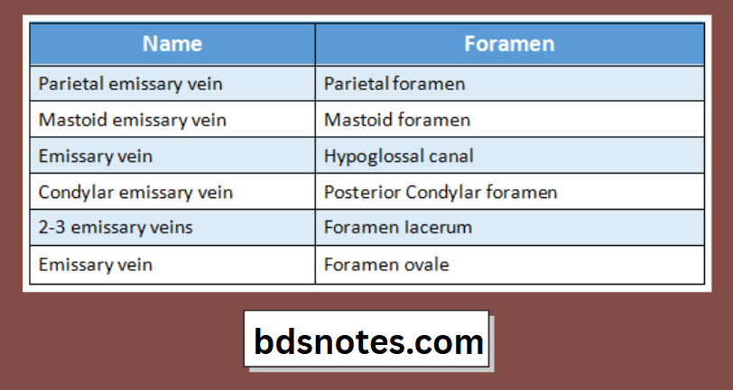 Emissary Veins Cranial Foramina Diagram