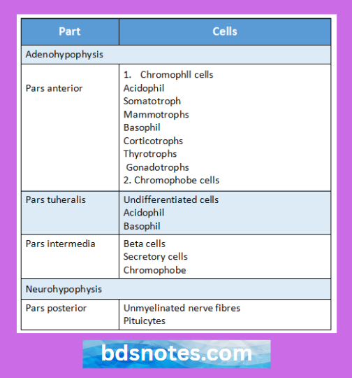 Endocrine Cells Of Pituitary Gland