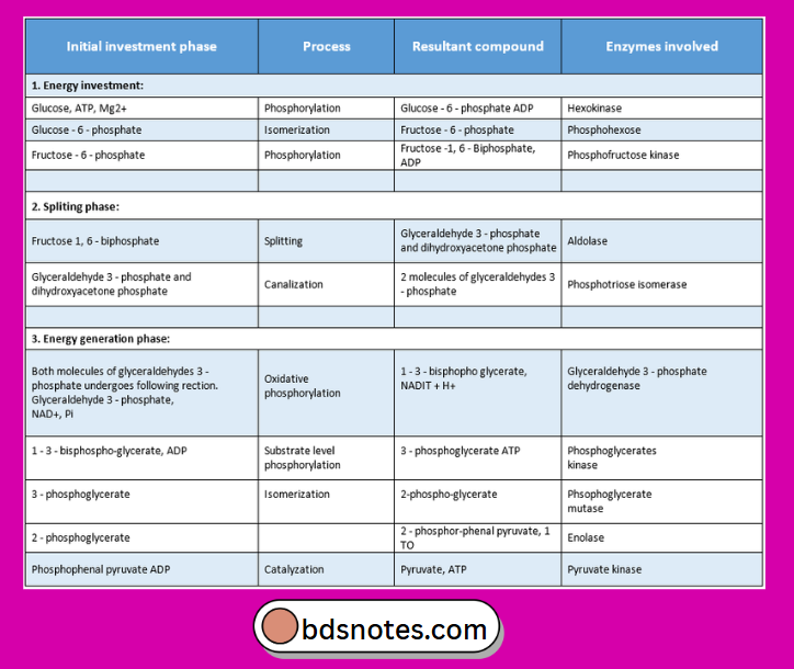 Energy Investment In Glycolysis