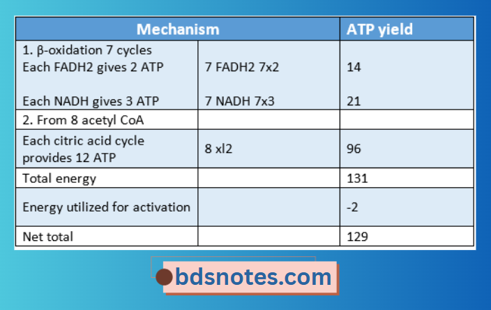 Energy Yield From Lipid Catabolism