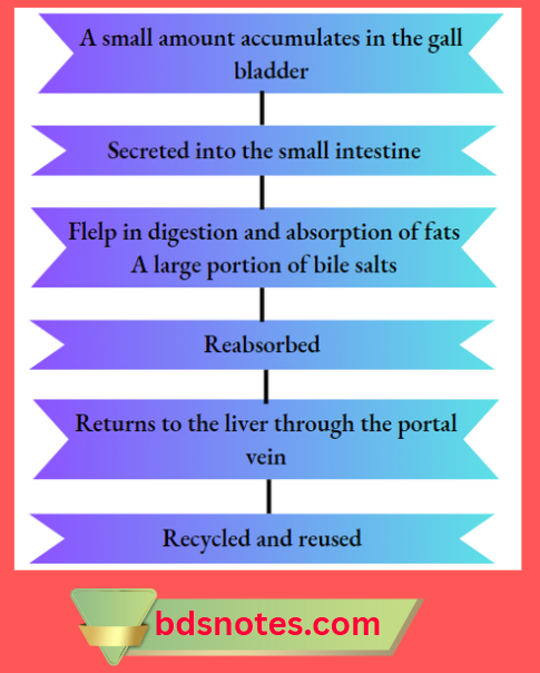 Enterohepatic Circulation