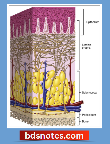 Epithelium Lamina Propria Submucosa
