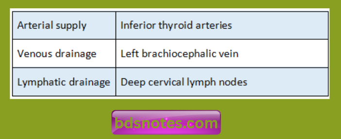 Esophagus Blood Supply Drainage
