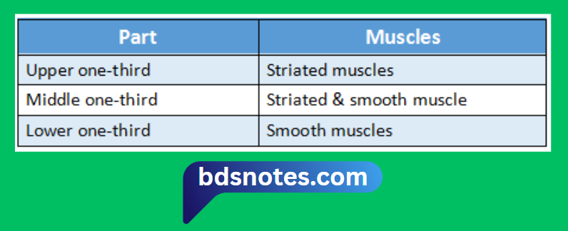 Esophagus Muscle Layers Histology