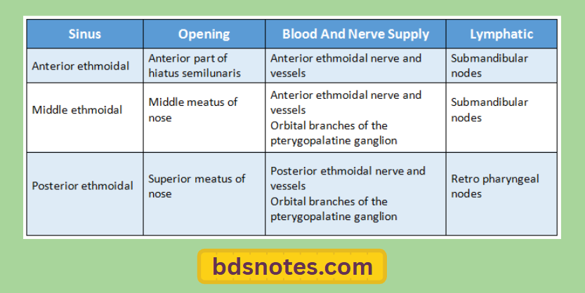 Ethmoidal Sinuses Anatomy Diagram