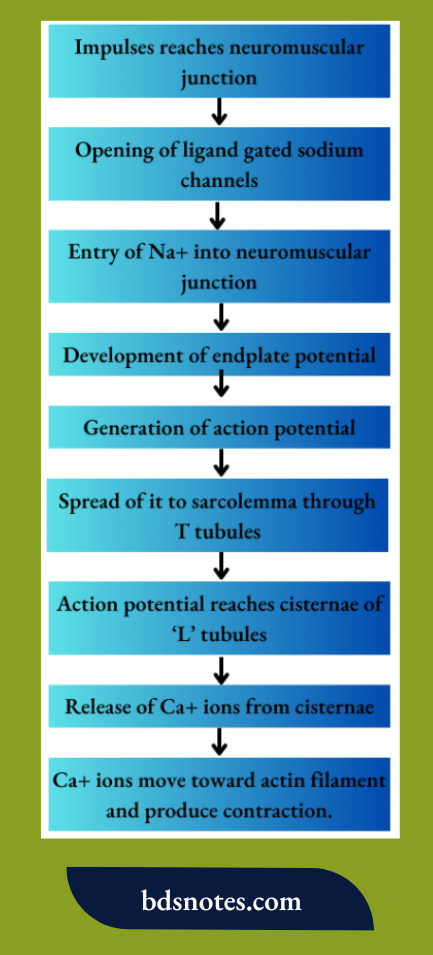 Excitation Contraction Coupling  Stages