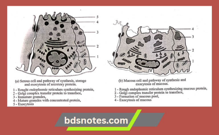 Serous Cells And The Ductal System Of Salivary Glands - BDS Notes