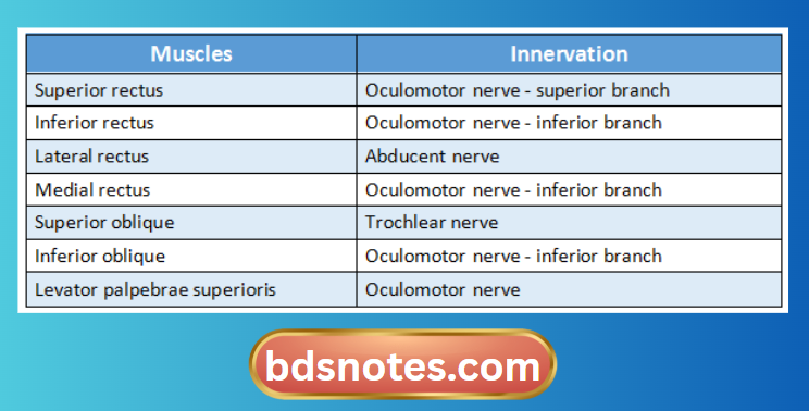 Extraocular Muscles Nerve Supply