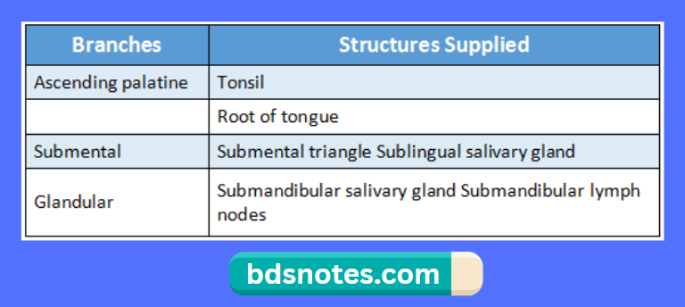 Facial Artery Branches In Neck