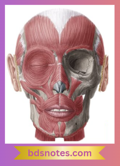Facial Muscles Anatomy
