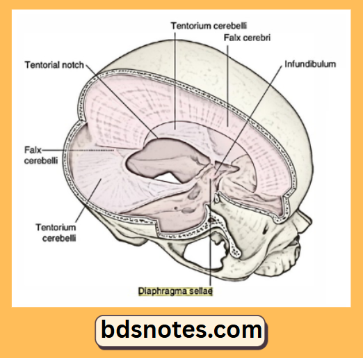 Falx Cerebri Tentorium Cerebelli Diagram