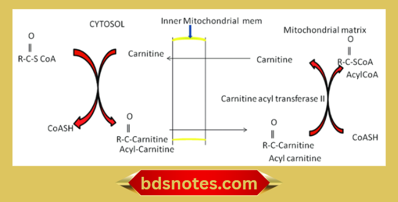 Fatty Acid Mitochondrial Entry