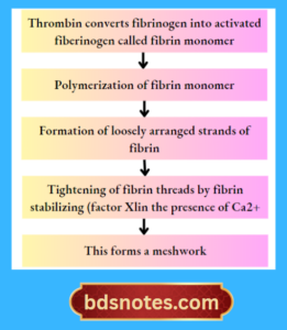 Coagulation Of Blood - BDS Notes