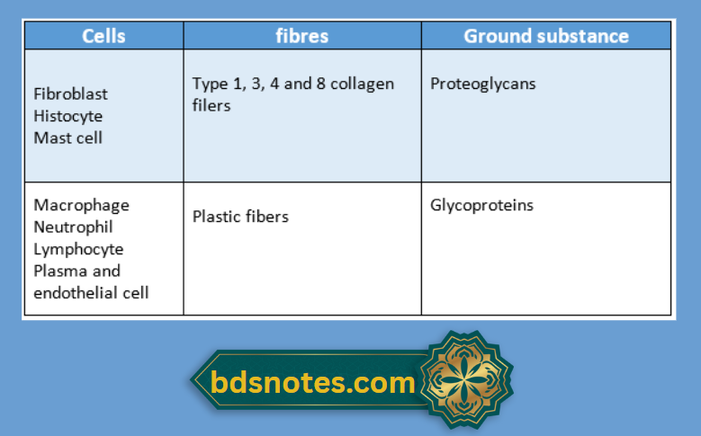 Fibroblast And Ground Substance