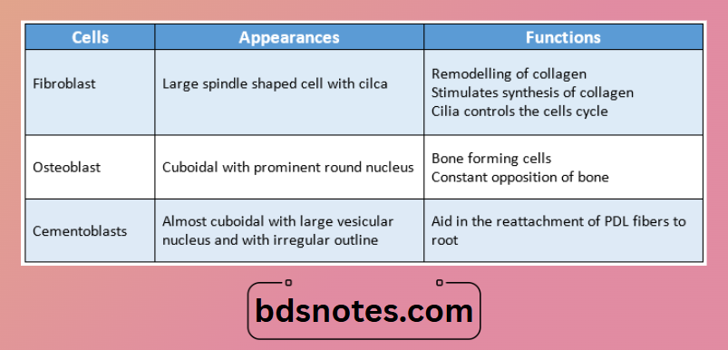 Fibroblast Osteoblast Cementoblast