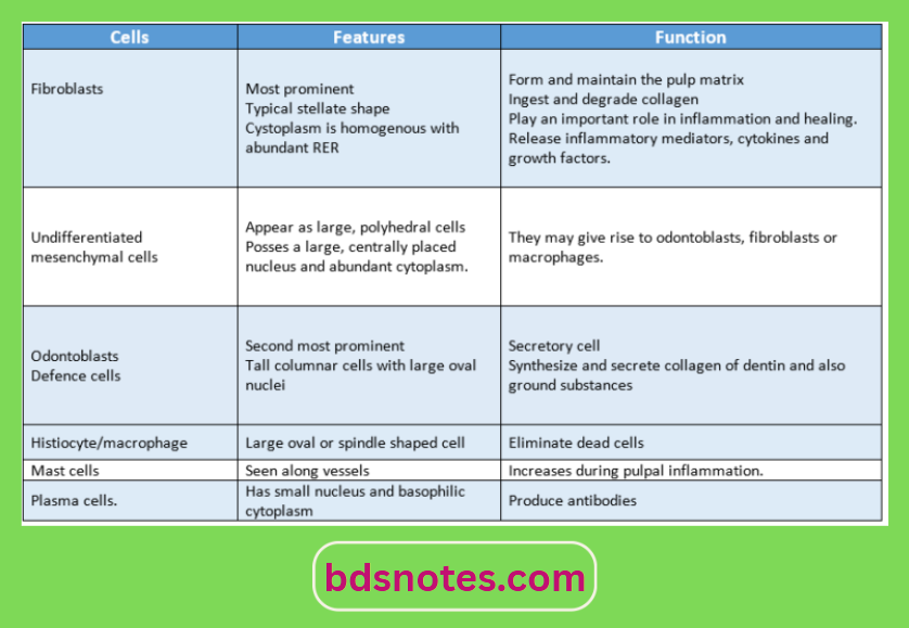 Fibroblasts And Odontoblasts In Pulp