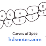 Forensics, Comparative Anatomy,Geometries, Form And Function Curves of spee