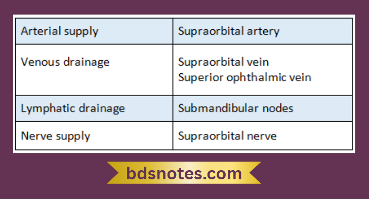 Frontal Sinus Arterial Venous Nerve Supply