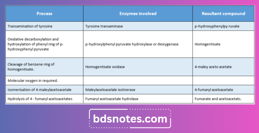 Fumarylacetoacetate Hydrolase Defect