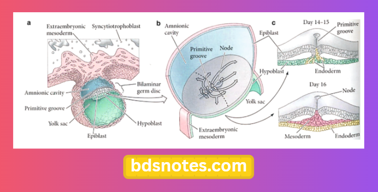 Gastrulation and Germ Layer Development