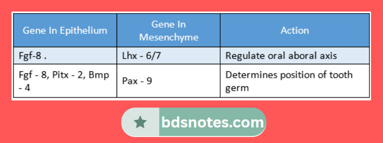 Gene Expression In Tooth Development