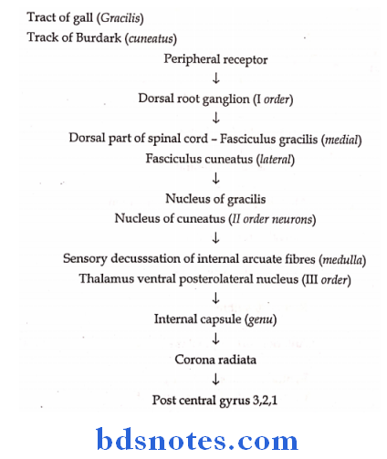 General Medicine Practicals dorsal columns posterior columns