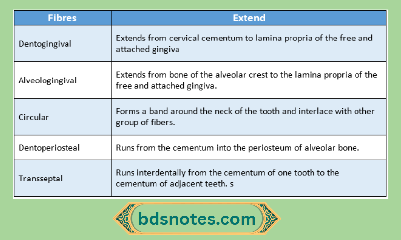 Gingival Connective Tissue Fibers