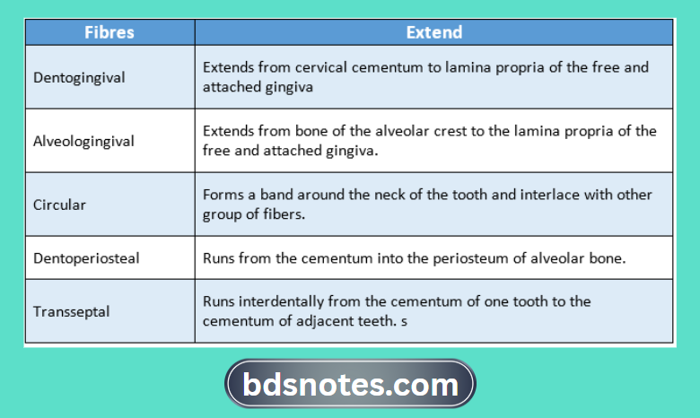 Gingival Connective Tissue Fibers