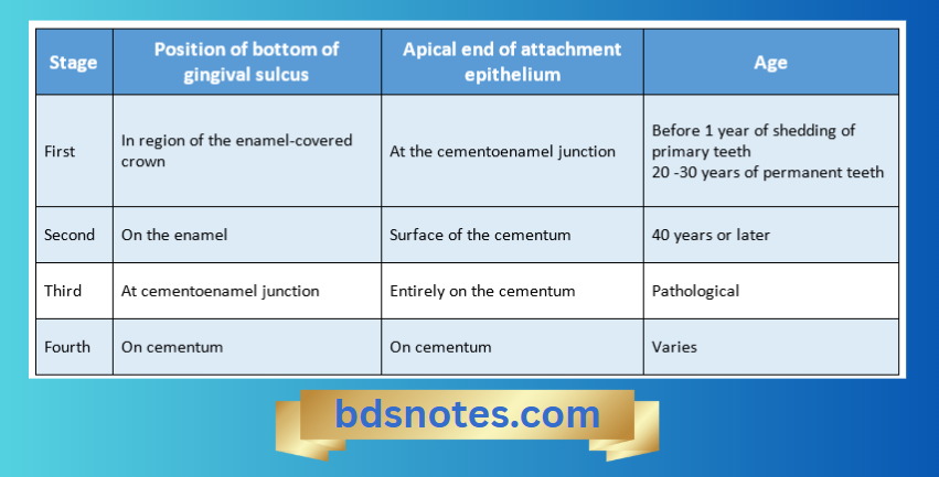 Gingival Health And Disease Stages