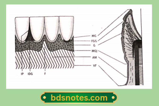 Gingival Structure And Fiber Arrangement