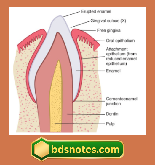 Gingival Sulcus And Tooth Structure
