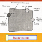 Glucose Reabsorption From PCT