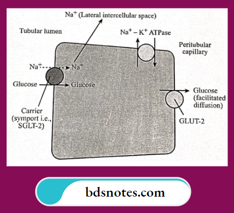 Glucose Reabsorption From Pct