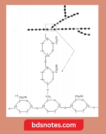 Glycogen Structure Diagram