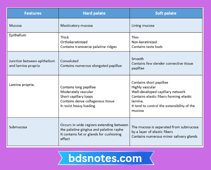 Hard Vs Soft Palate Comparison
