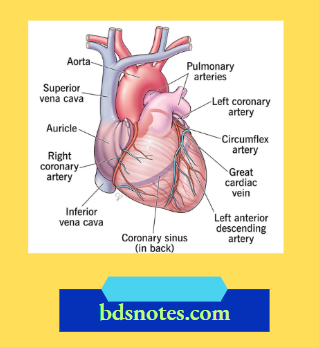 Heart Pacemaker Anatomy