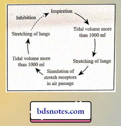 Hering Breuer Inglation Reflex
