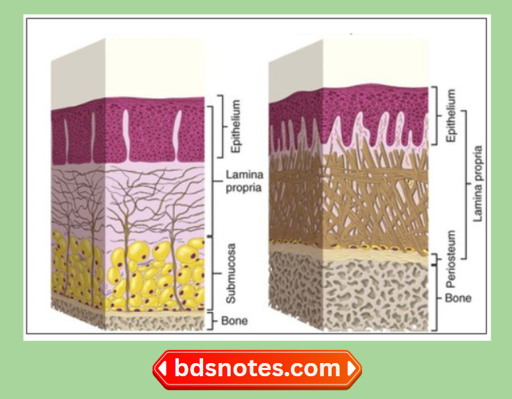 Histological Differences In Oral Mucosa