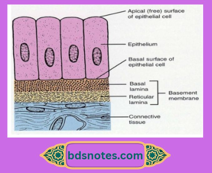 Histology Of Basement Membrane