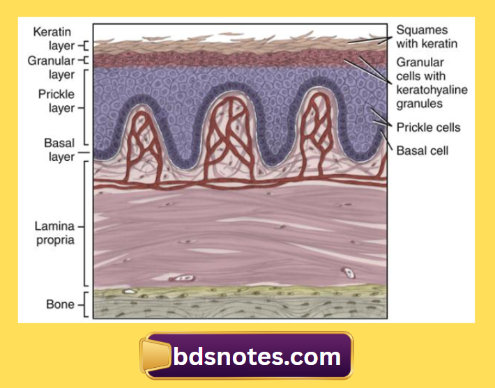 Histology Of Oral Keratinized Epithelium