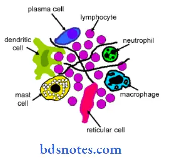 Histology-diagram-to-show-various-types-of-cells-that-may-be-seen-in-a-lymph-node